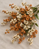 Orange and Cream Blossoms