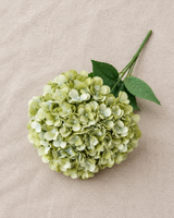 Tallo de hortensia verde salvia