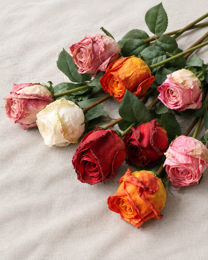 Multicolour Artificial Burnt-Edge Rose Stems, shown alone on a linen background