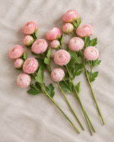 Tallos de ranúnculos rosas