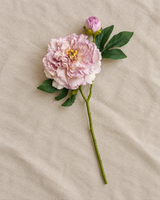 Lilac Peony Stem