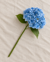 Tallo de hortensia azul