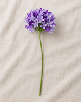 Purple Agapanthus Stem